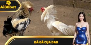 Đá gà cựa dao
