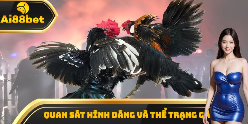 Quan sát hình dáng và thể trạng gà để đánh giá sức khỏe