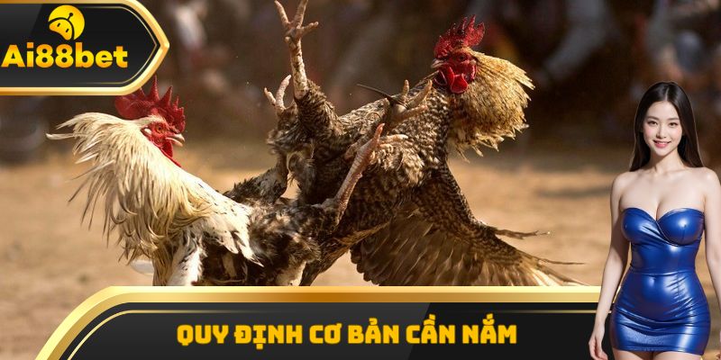 Quy định cơ bản cần nắm khi tham gia trận chiến cựa dao