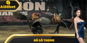 Đá gà thomo