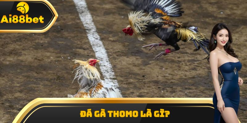 Đá gà Thomo là hình thức chọi gà hợp pháp tại Campuchia