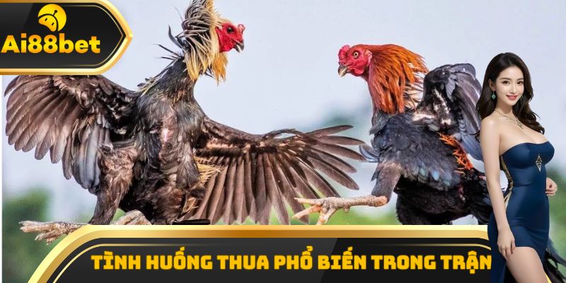 Phân định tình huống thua phổ biến trong trận đá gà Thomo